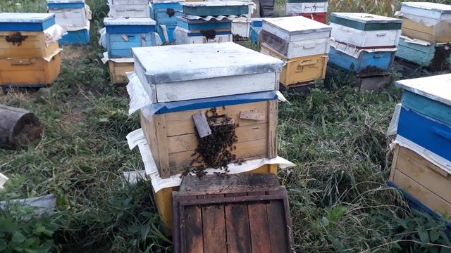 Объединённые семьи устойчивы ко всем болезням, мало клеща. Беларусь. смотреть онлайн