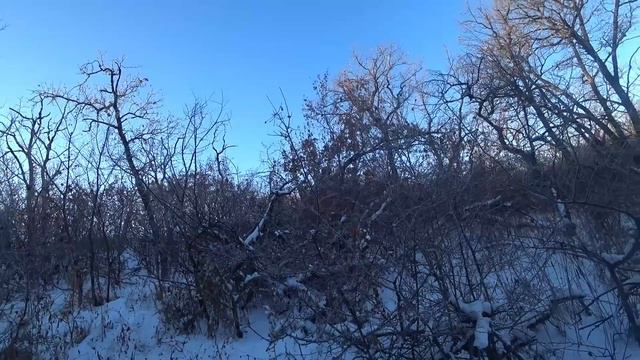 Охота с русской гончей на зайца 5 смотреть онлайн