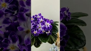 Обзор сортов фиалок коллекции Кухня Фиалки