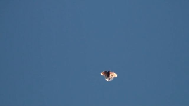 как бы николаевские голуби 04.09.2021 ч.3 смотреть онлайн