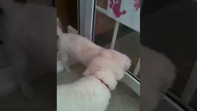 Tizzy and George смотреть онлайн