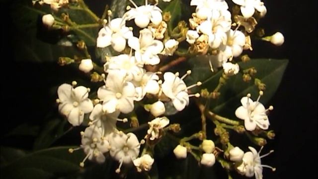 Viburnum tinus 1 смотреть онлайн