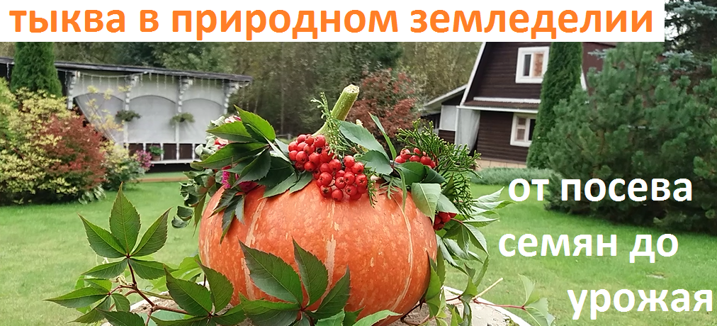 Тыква от А до Я в природном земледелии. смотреть онлайн