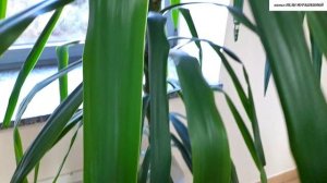 КАК  ОБРЕЗАТЬ вытянувшуюся ЮККУ? Основные ПРИНЦИПЫ и ПРАВИЛА.