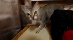 Адаптация взрослой кошки в новом доме. Как помочь кошке быстрее привыкнуть к новому дому?