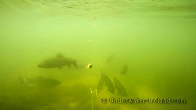 Fishing: trout attack spinner underwater. Рыбалка форель атакует блесну вертушку под водой. смотреть онлайн