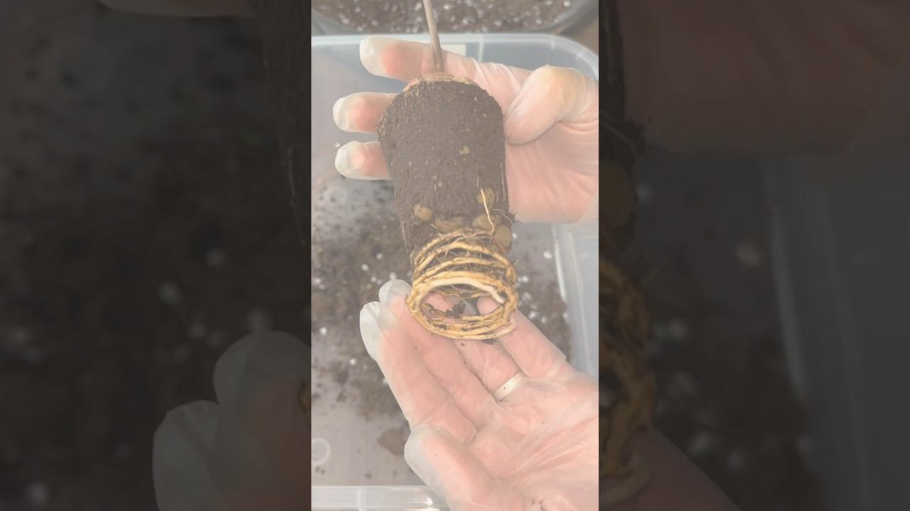 Вырастила АВОКАДО из косточки  | Это неприхотливое деревце растет ОЧЕНЬ БЫСТРО | Посадил и забыл