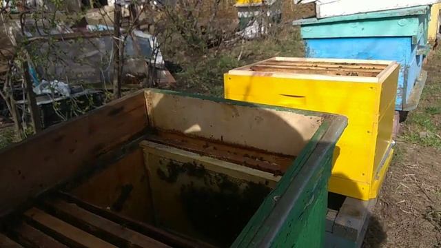 ПЕРЕСАДИЛ ПЧЕЛ В НОВЫЙ МНОГОКОРПУСНЫЙ УЛЕЙ !!! смотреть онлайн
