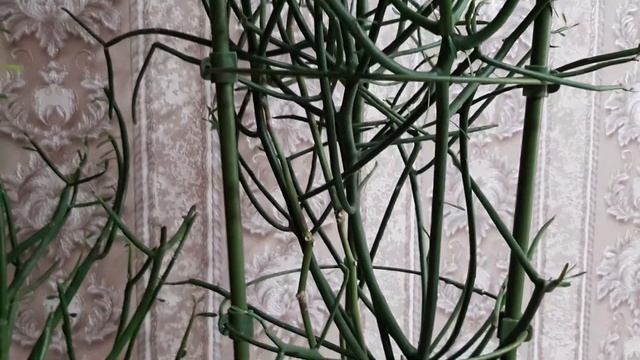 Молочай ТИРУКАЛЛИ. Карандашное дерево. смотреть онлайн