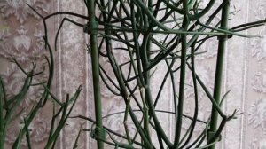 Молочай ТИРУКАЛЛИ. Карандашное дерево.