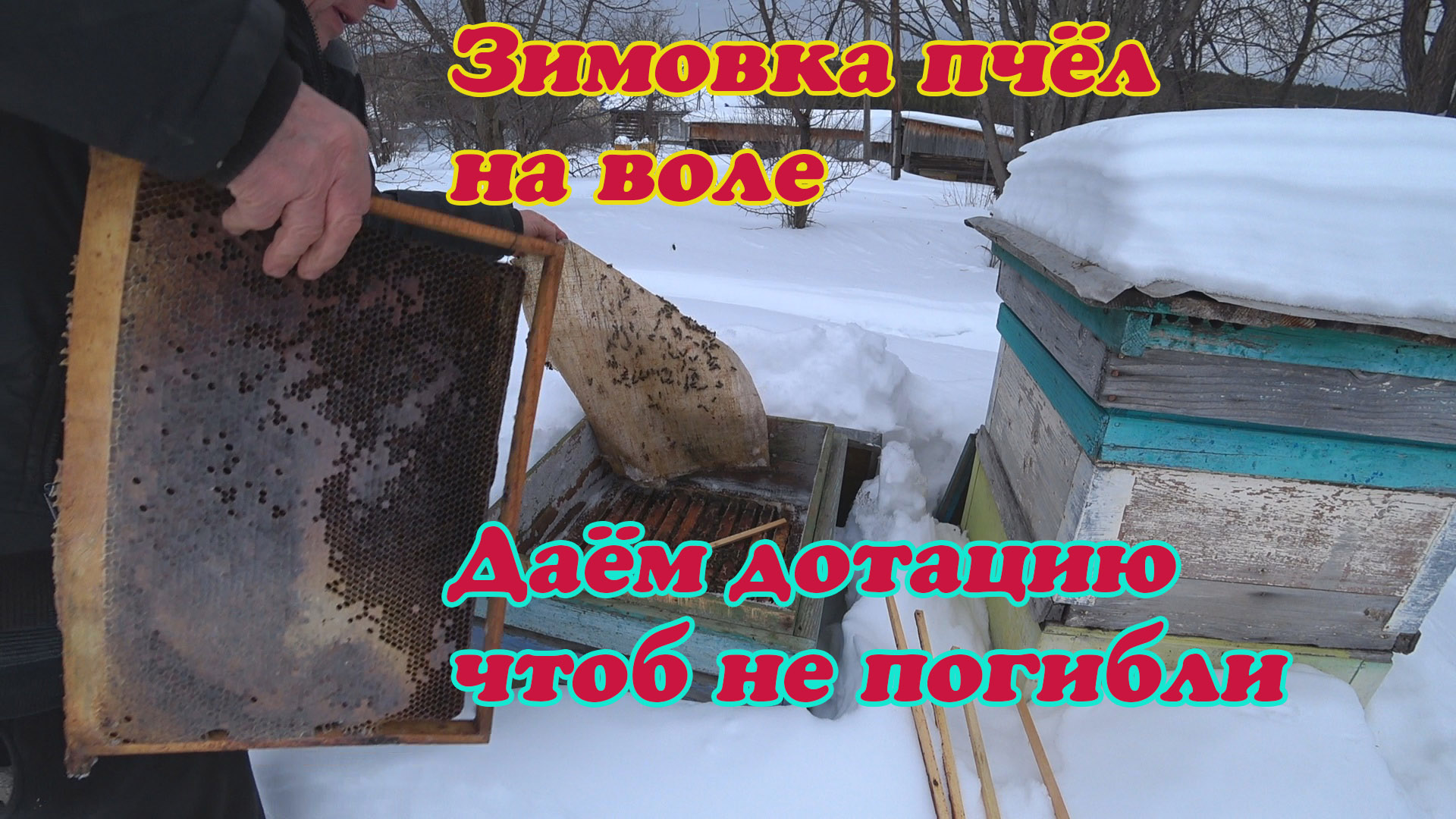 ЗИМОВКА ПЧЁЛ НА ВОЛЕ ВО ВТОРОЙ ПОЛОВИНЕ ЗИМЫ, СМОТРИМ НА НАЛИЧИЕ КОРМОВ И ДАЁМ ДОТАЦИЮ. смотреть онлайн