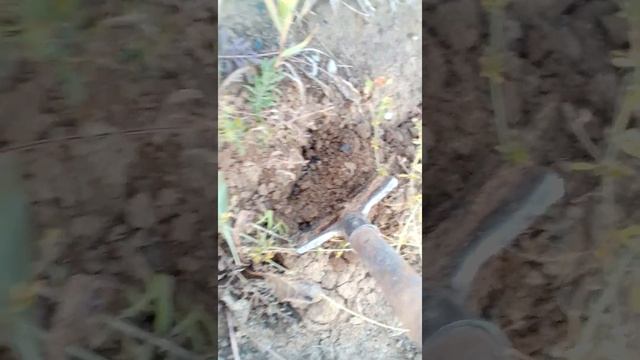 Дуб черешчатый . смотреть онлайн