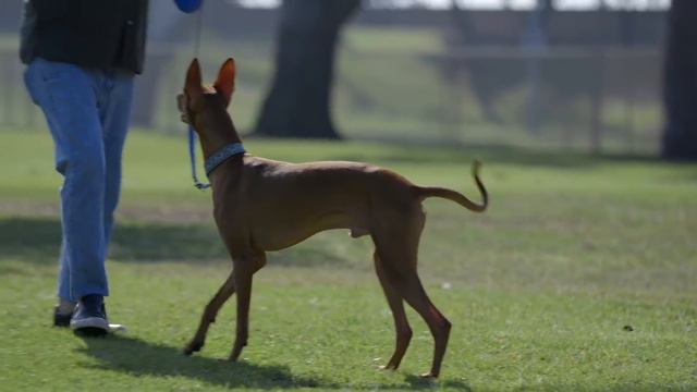 ALL ABOUT PHARAOH HOUNDS: EGYPT'S ANCIENT DOG BREED смотреть онлайн