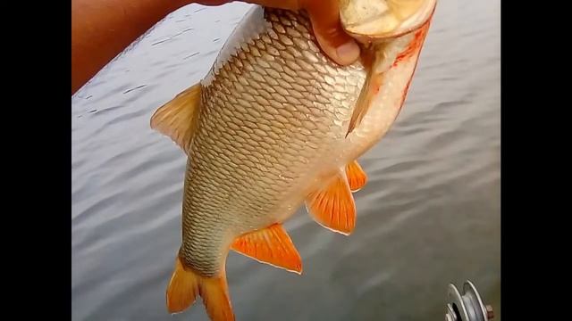 Язь, Язь, Язь......!!!!??? Жерех смотреть онлайн