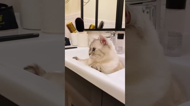 Почему котику нравится умывальник. смотреть онлайн