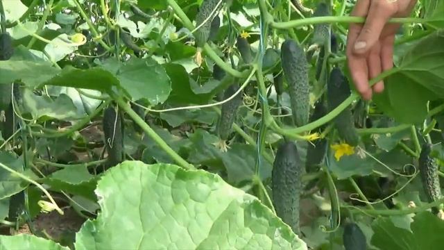 Новинка від TAKII SEED Огірок 528 (Tiger) F1 смотреть онлайн