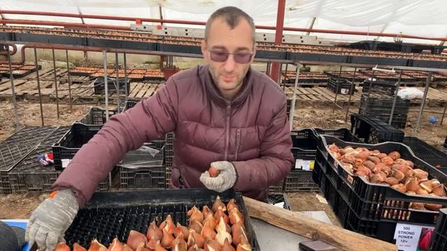 Посадка Тюльпанов. смотреть онлайн
