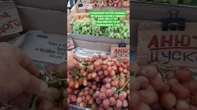 Самые вкусные сорта винограда Анюта+Голд Фингер. смотреть онлайн