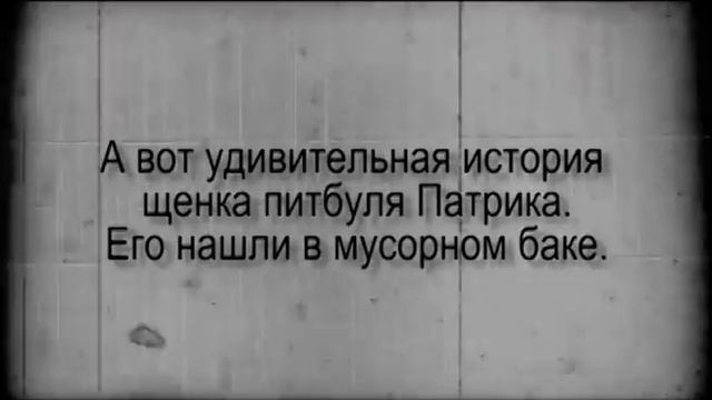 Собаки, которым повезло смотреть онлайн
