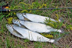 Особенности ловли чехони с бомбардой — оснастка, приманка и тактика