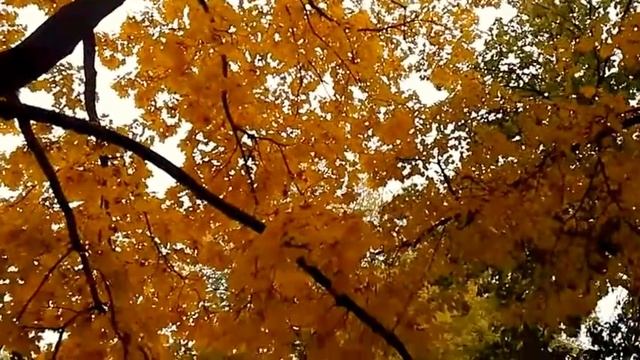 ?Осень...?Воронеж 2017...?Клён...? смотреть онлайн