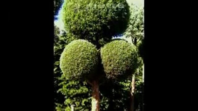 Топиари 3.flv смотреть онлайн