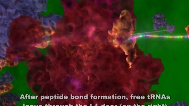 Ribosome in action смотреть онлайн