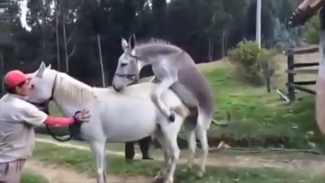 Donkey fucks a horse смотреть онлайн