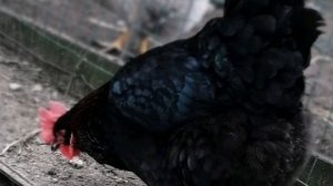 Как не ошибиться с породой. Часть 2-Маран черно медный и голубомедный