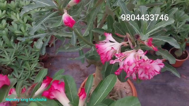 Buy Adenium Plants Online | Cheapest Adenium | All India Delivery | kolkata Nursery смотреть онлайн