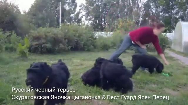2,5 месяца, наши 'Перчинки', щенки рчт