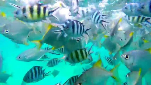 Sainte Anne Marine National Park смотреть онлайн