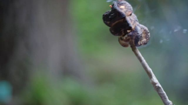 ВЫБРАЛИСЬ НА ПРИРОДУ (Sony A7iii - 50mm 1.8) 4K смотреть онлайн