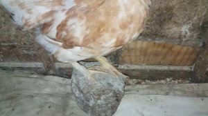 цыплята в  2 месяца !! чем кормлю? чем пою? где живут?