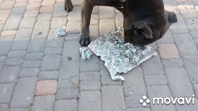 Развивающие игры для собак. Сезон 1. Выпуск 1. Кане-корсо Рэй учится играть с лоточком для яиц