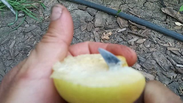 Сорт абрикоса NJA - 19 Вкуснейший сорт