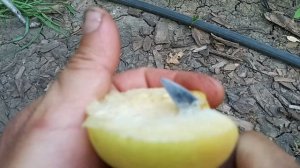 Сорт абрикоса NJA - 19 Вкуснейший сорт