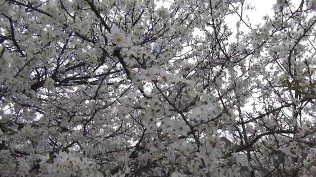 пчёлы и цветы смотреть онлайн