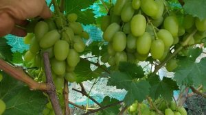 Графиня и Грация,вкусные формы винограда. Селекция Калугина В.М.