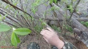 Потерял рогатку( | Рыбалка с рогаткой | Охота на рыбу с рогаткой | Весенняя охота 2021 #10