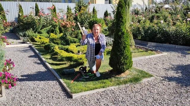 Формируем хвойные: Пирамида из туи | Стрижка туи | Обрезка туи Смарагд