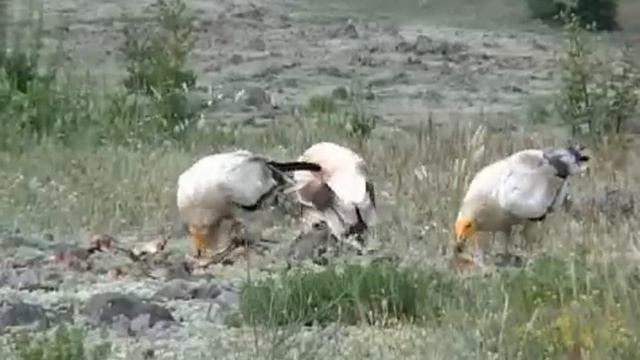 Neophron percnopterus - Egyptian Vulture - Египетски лешояд смотреть онлайн