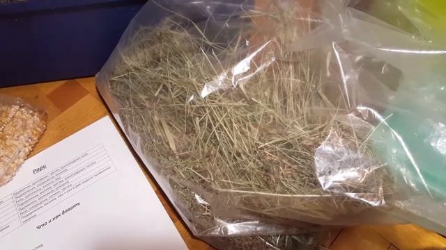 Что нужно знать перед покупкой шиншиллы. Питание шиншиллы. смотреть онлайн