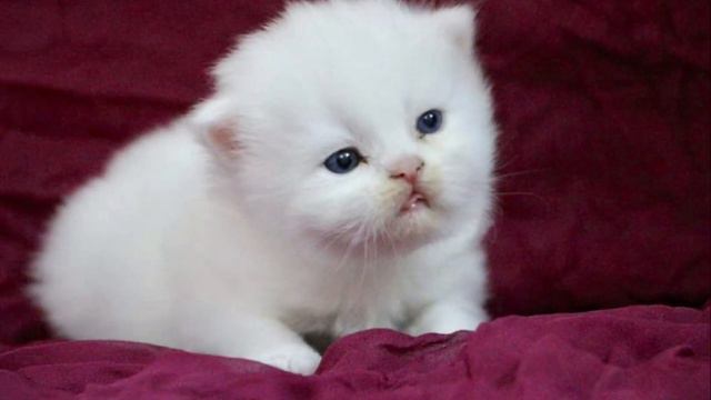 Cute little munchkins | Persiankittens | purrfectpaws | cookie&minniepersiancats смотреть онлайн