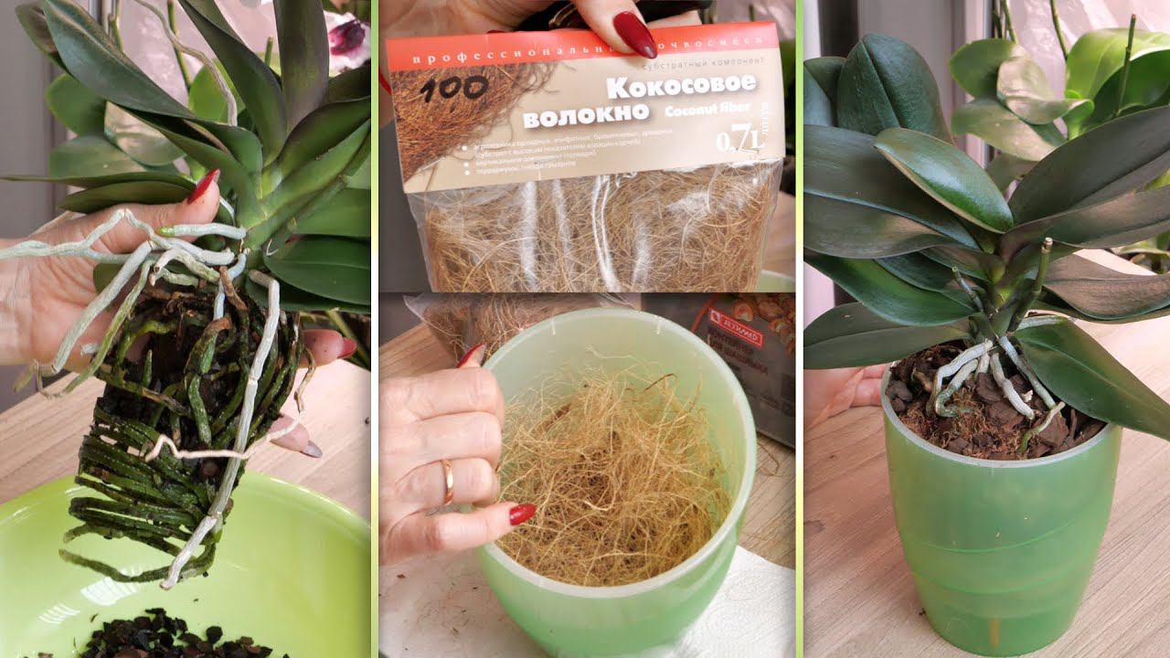 "НетГниениюКорней!" С аргументами СОГЛАСНА, ПЕРЕСАЖУ ОРХИДЕЮ ТАК. Думаю результат ВПЕЧАТЛИТ! смотреть онлайн