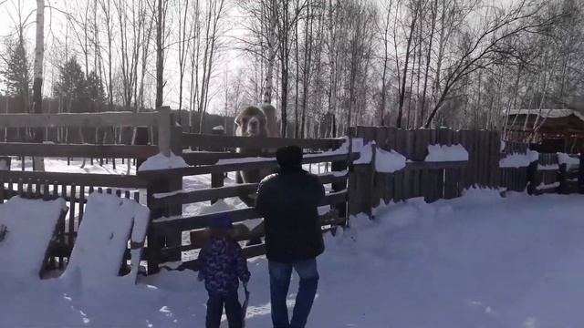 Сибирский зоопарк. смотреть онлайн
