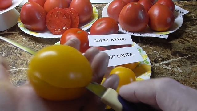 Томат Джало Санта - один из самых сладких томатов! №572. Дегустация. смотреть онлайн