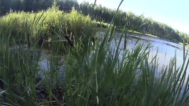 Камыш, тростник, рогоз. Отличия. смотреть онлайн