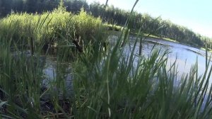 Камыш, тростник, рогоз. Отличия.