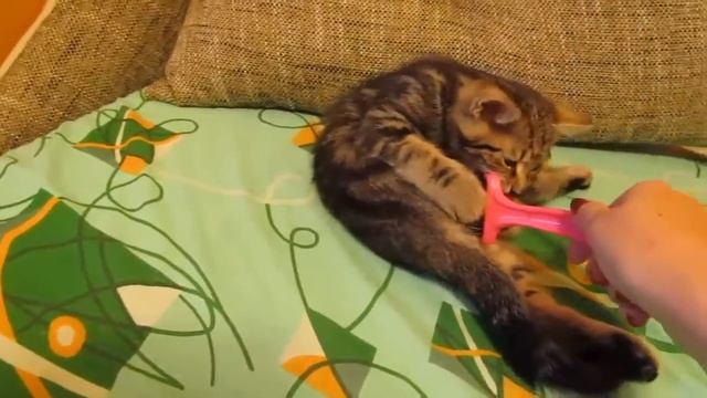 Василий осваивается в новом доме. Часть 2. смотреть онлайн